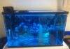 Dosage et traitement de bleu de méthylène pour les aquariums