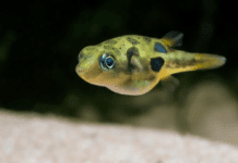 le poisson Carinotetraodon travancoricus ( Tétraodon nain )