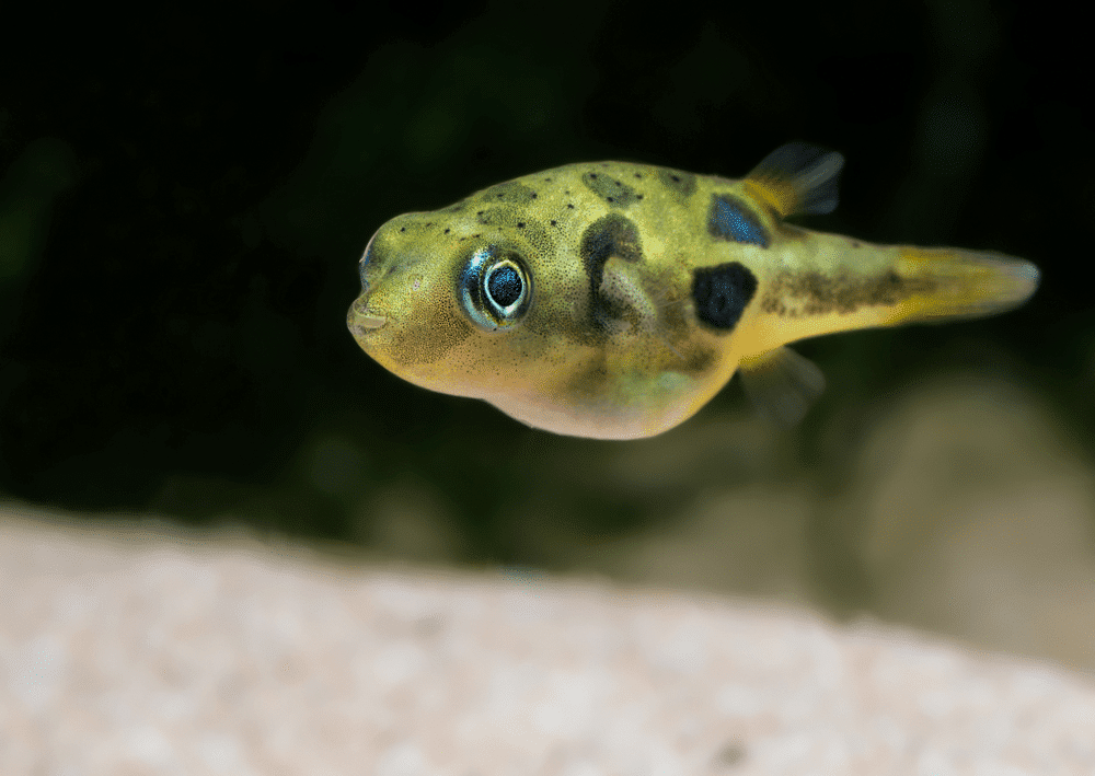 le poisson Carinotetraodon travancoricus ( Tétraodon nain )