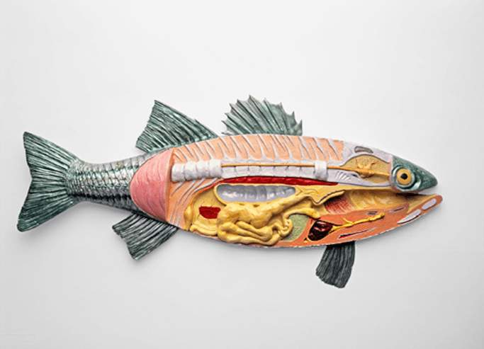 L'anatomie externe et interne d’un poisson