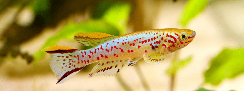 poisson Fundulopanchax gardneri3