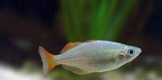 poisson Melanotaenia praecox