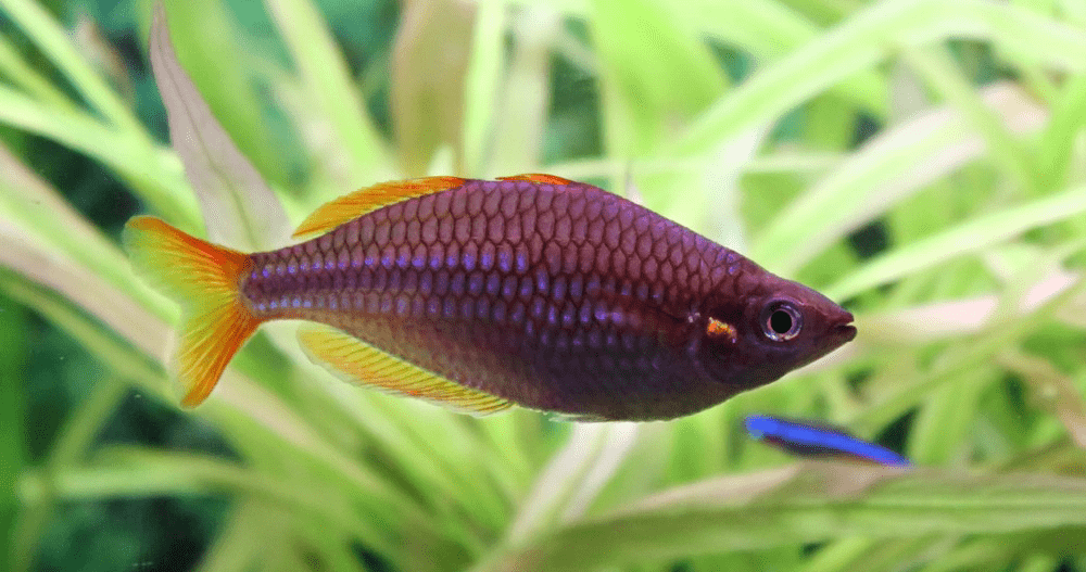 poisson Melanotaenia praecox