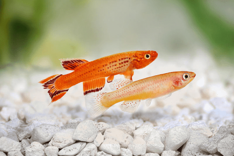 L'élevage des killies Tous les paramètres pour réussir Aquablog