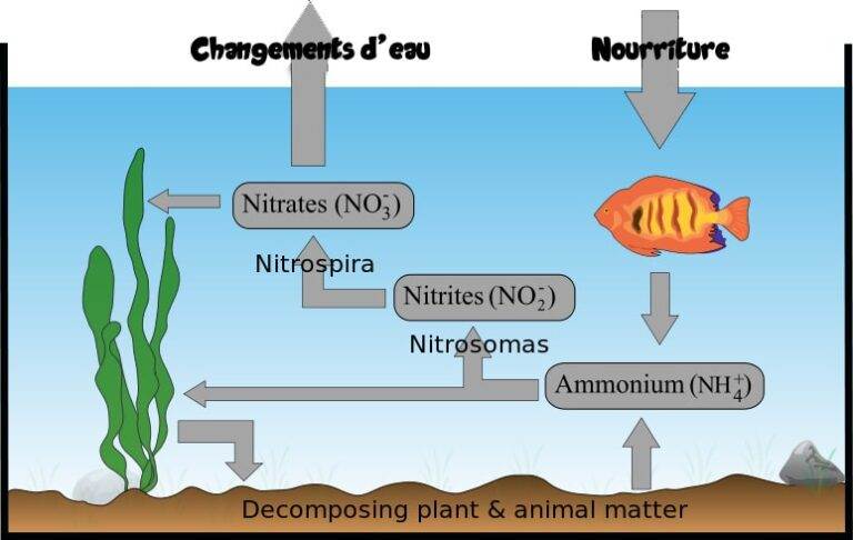 How To Lower Nitrites In Aquarium