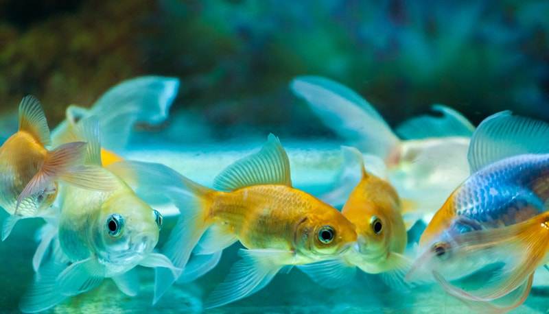 Renforcer le système immunitaire du poisson