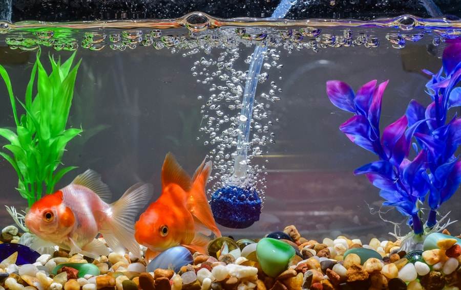 oxygene aquarium poisson rouge