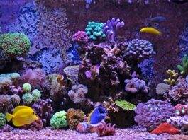 roches vivantes pour un aquarium marin