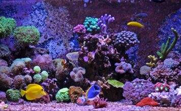 roches vivantes pour un aquarium marin