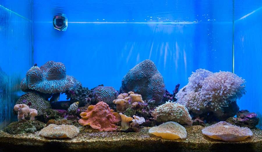 pierres vivantes aquarium récifal