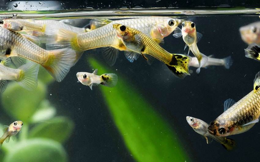 L'importance de la dureté de l'eau pour les poissons d'aquarium