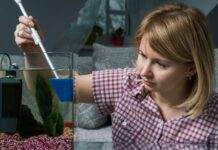 comment se débarrasser des algues dans un aquarium