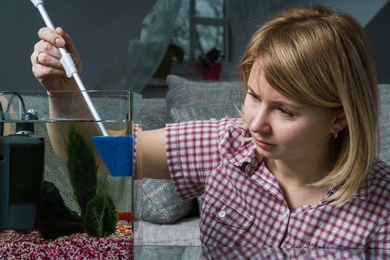 comment se débarrasser des algues dans un aquarium