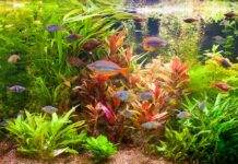 les besoins des plantes d'aquarium