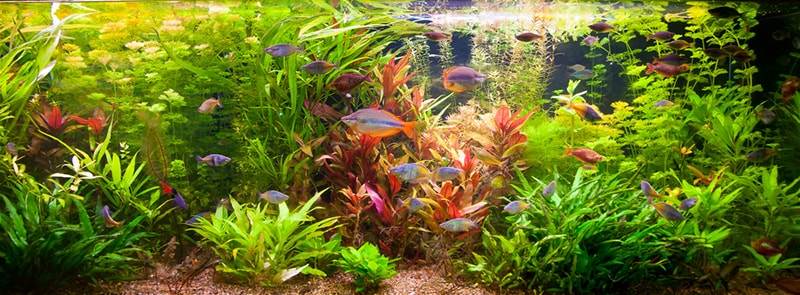 les besoins des plantes d'aquarium