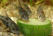 poisson Corys Paleatus mange les légumes