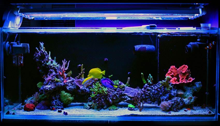 éclairage aquarium récifal