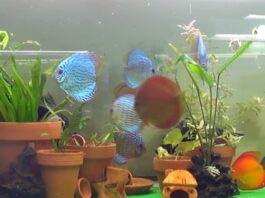 Des plantes en pot dans l'aquarium