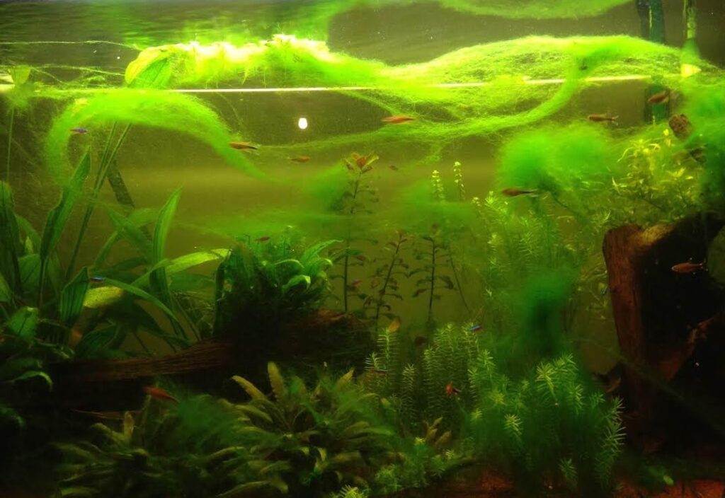 https://www.aquablog.fr/wp-content/uploads/2018/06/les-algues-vertes-filamenteuses-1024x704.jpg https://www.aquablog.fr/wp-content/uploads/2018/06/les-algues-vertes-filamenteuses-1024x704.jpg