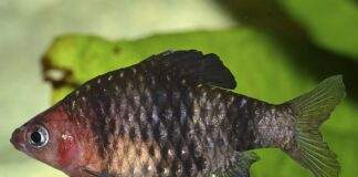 Barbus rubis noir