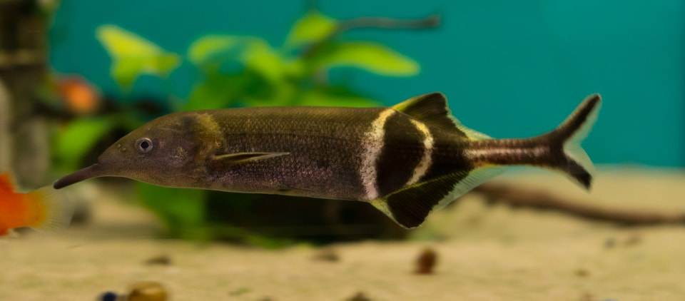 Fiche du poisson Gnathonemus petersii