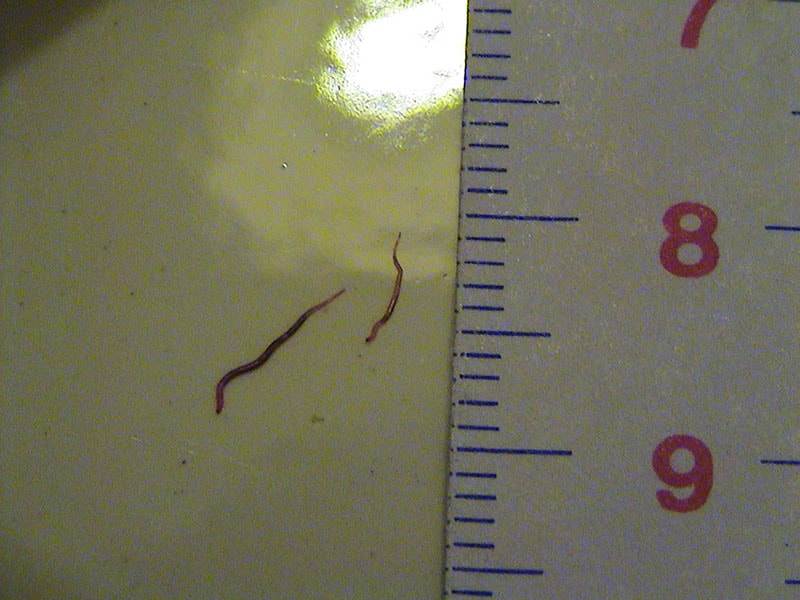 Symptome et Traitement du Camallanus (Ver rouge du guppy) Aquablog