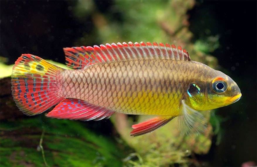 cichlidés Pelvicachromis taeniatus