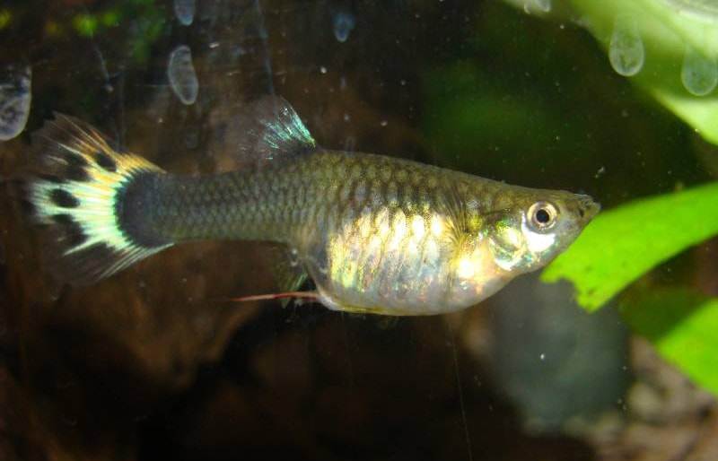 Symptome et Traitement du Camallanus (Ver rouge du guppy) Aquablog Symptome et Traitement du Camallanus (Ver rouge du guppy) Aquablog