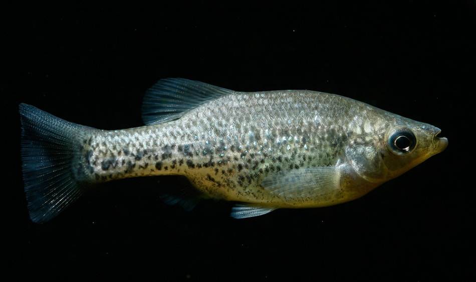 poisson Amblydoras hancockii