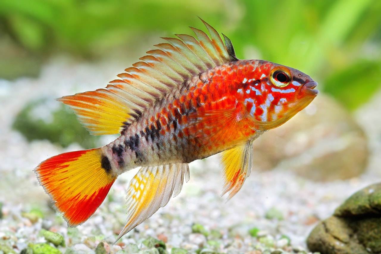 Fiche du poisson Apistogramma macmasteri Aquablog