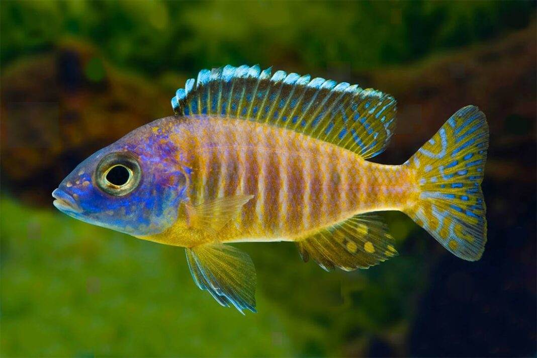 poisson Aulonocara korneliae