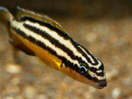 poisson Julidochromis regani