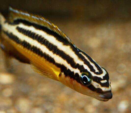 poisson Julidochromis regani