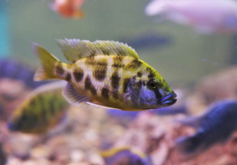 Nimbochromis livingstonii cichlidé