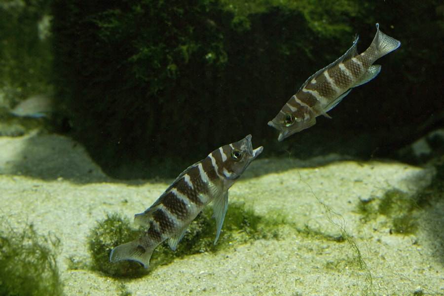 couple Neolamprologus cylindricus