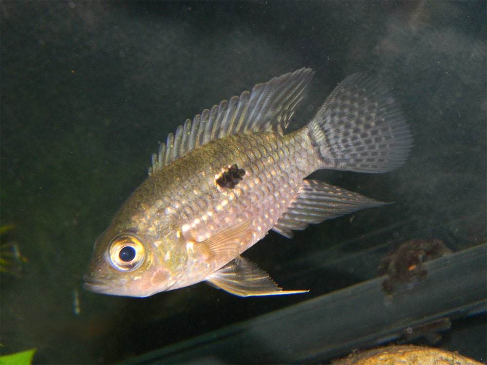 poisson Acaronia nassa