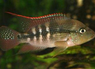poisson Amphilophus alfari (2)