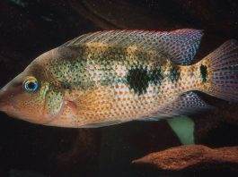 poisson Amphilophus calobrensis