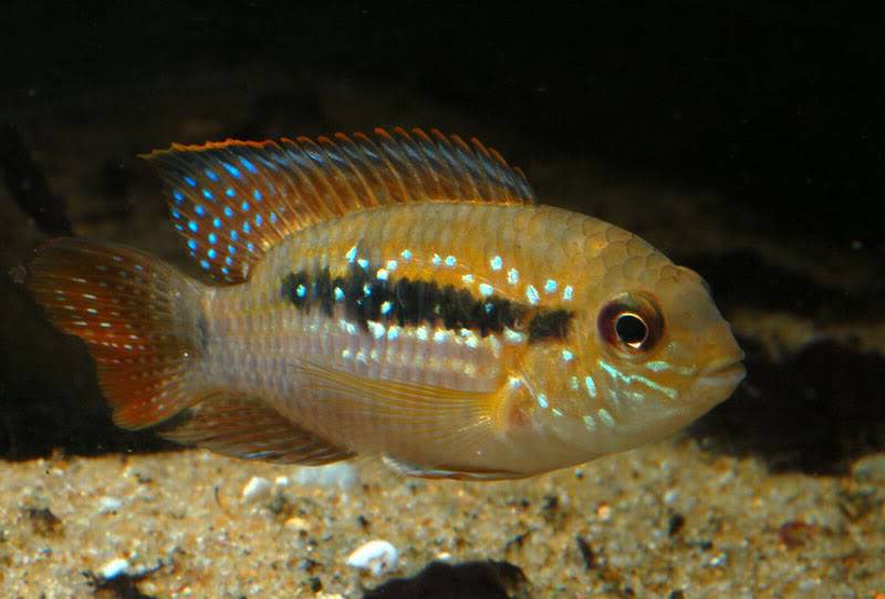 Andinoacara sapayensis
