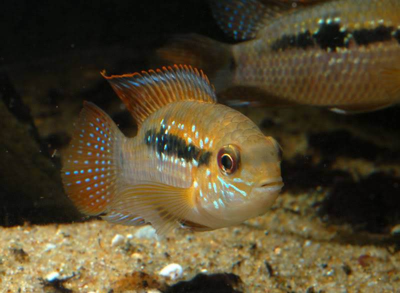 poisson Andinoacara sapayensis