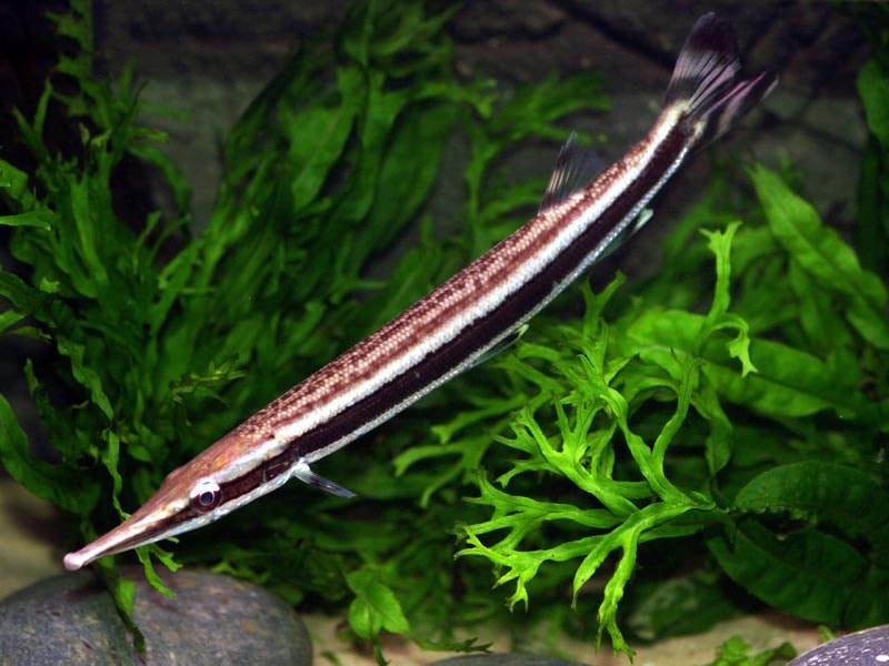 poisson Boulengerella lateristriga