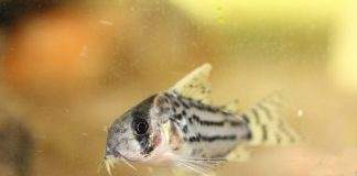 poisson Corydoras schwartzi (2)
