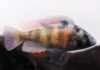 poisson Haplochromis obliquidens