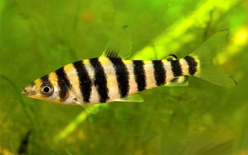 poisson Leporinus affinis