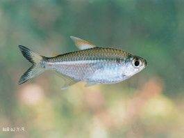 poisson Moenkhausia intermedia