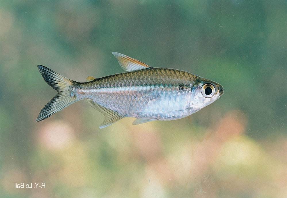 poisson Moenkhausia intermedia