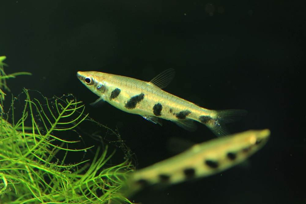 poisson Nannostomus espei