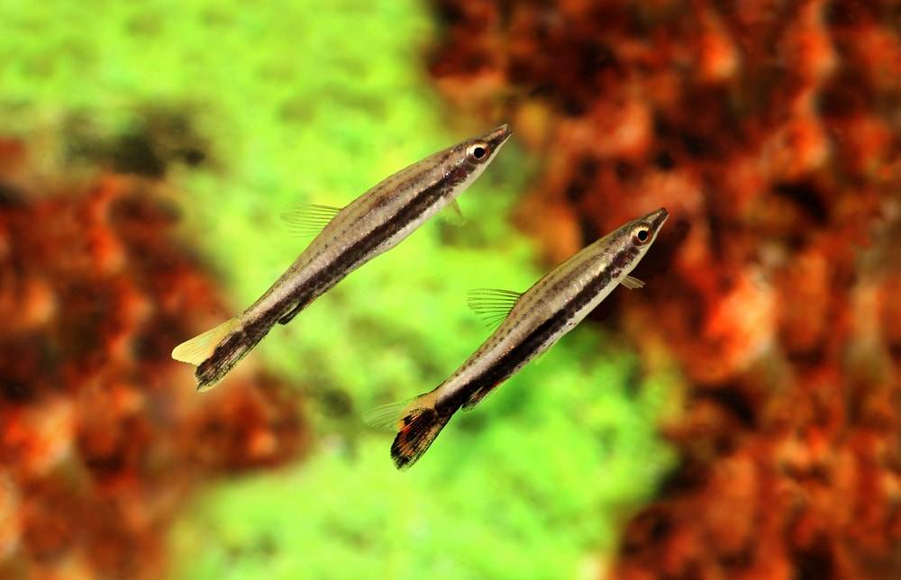 poisson Nannostomus unifasciatus
