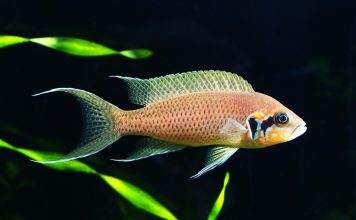 poisson Neolamprologus brichardi