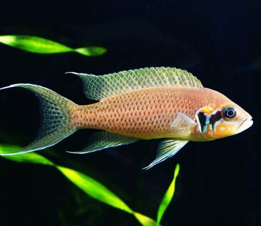 poisson Neolamprologus brichardi